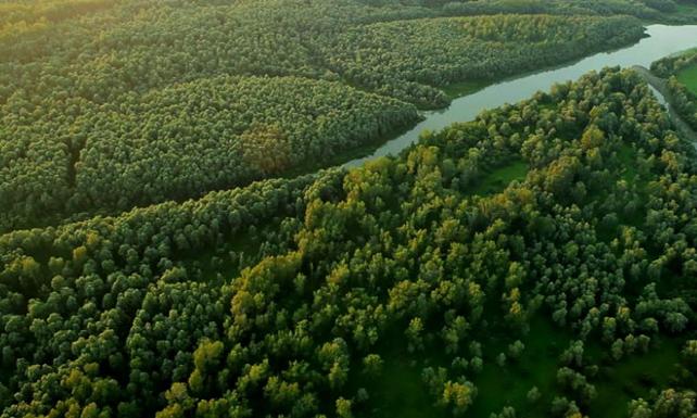 İklime acil çözüm Yeni ormanlar