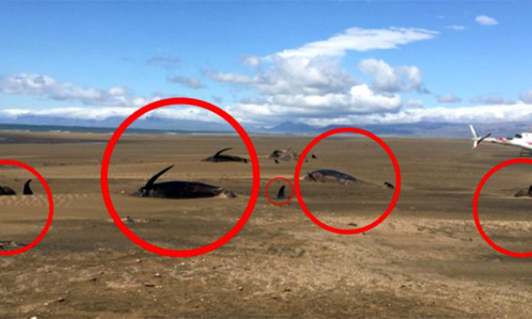 Helikopter turunda tesadüfen gördü! İzlanda'da 50 ceset kıyıya vurdu