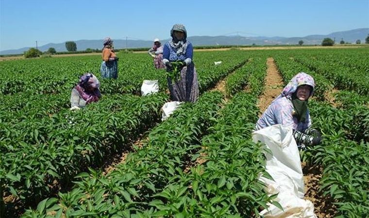 CHP'li Gürer: Yerli çiftçimize destek değil köstek olunuyor