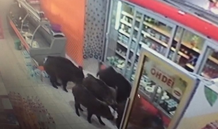 Aç kalan domuz sürüsü markete girdi