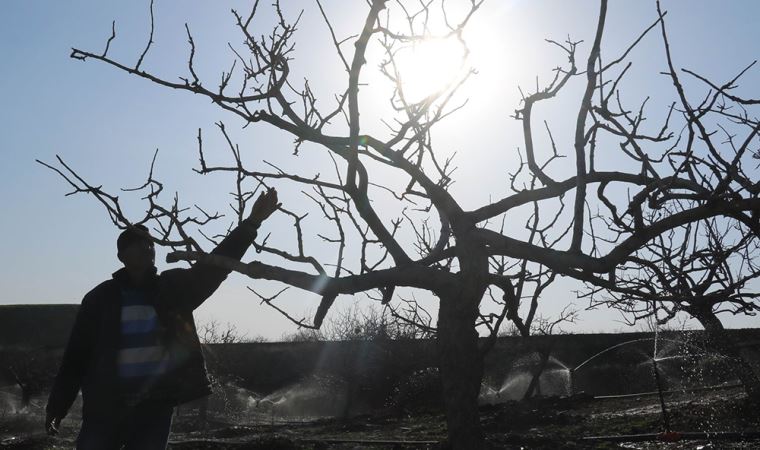 Kuraklık fıstık ağaçlarını vurdu: "40 senedir çiftçiyim, böylesini görmedim"