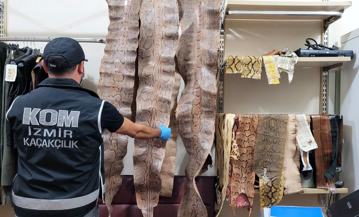İzmir'de çanta yapımında kullanılması planlanan yılanlara ait deriler ele geçirildi