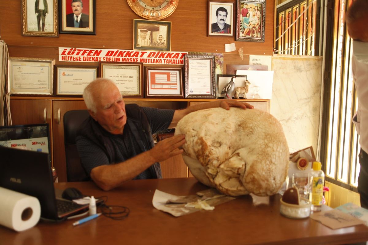 Mersin'de 23 kiloluk dev mantar bulundu
