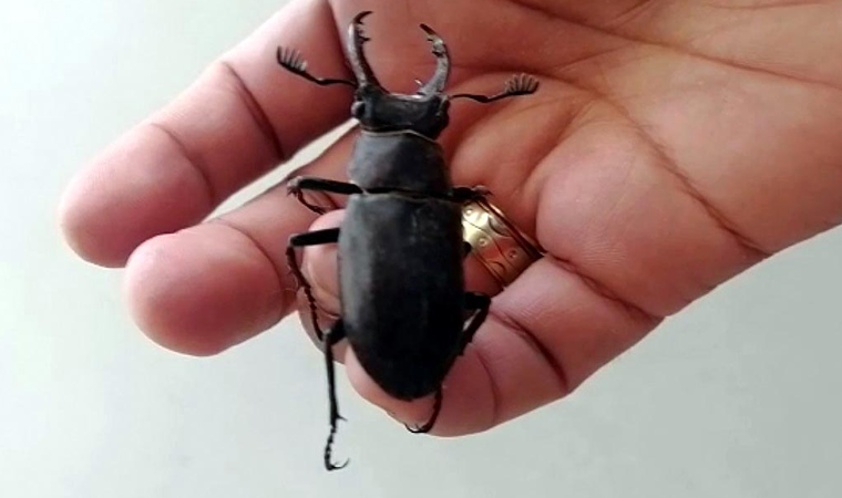 Nesli tehlike altındaki geyik böceği Bodrum'da görüldü
