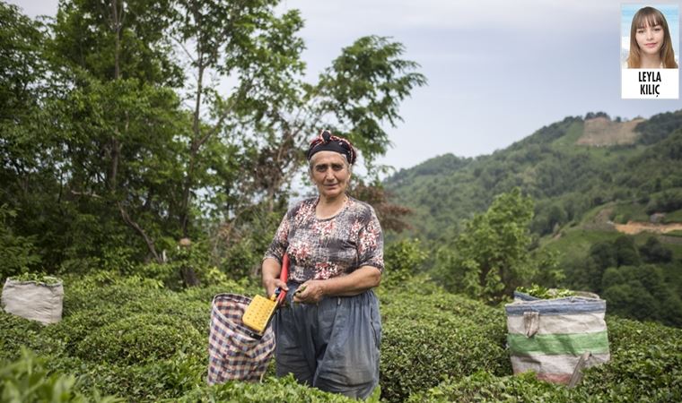 Rize'de üreticiler isyanda: Çayın tadı yok