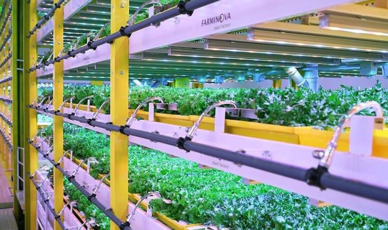 Gıda krizi üzerine bitki fabrikaları çözümü