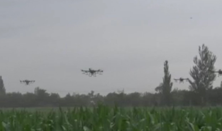 Çin'de mısır hasadında "drone" dönemi