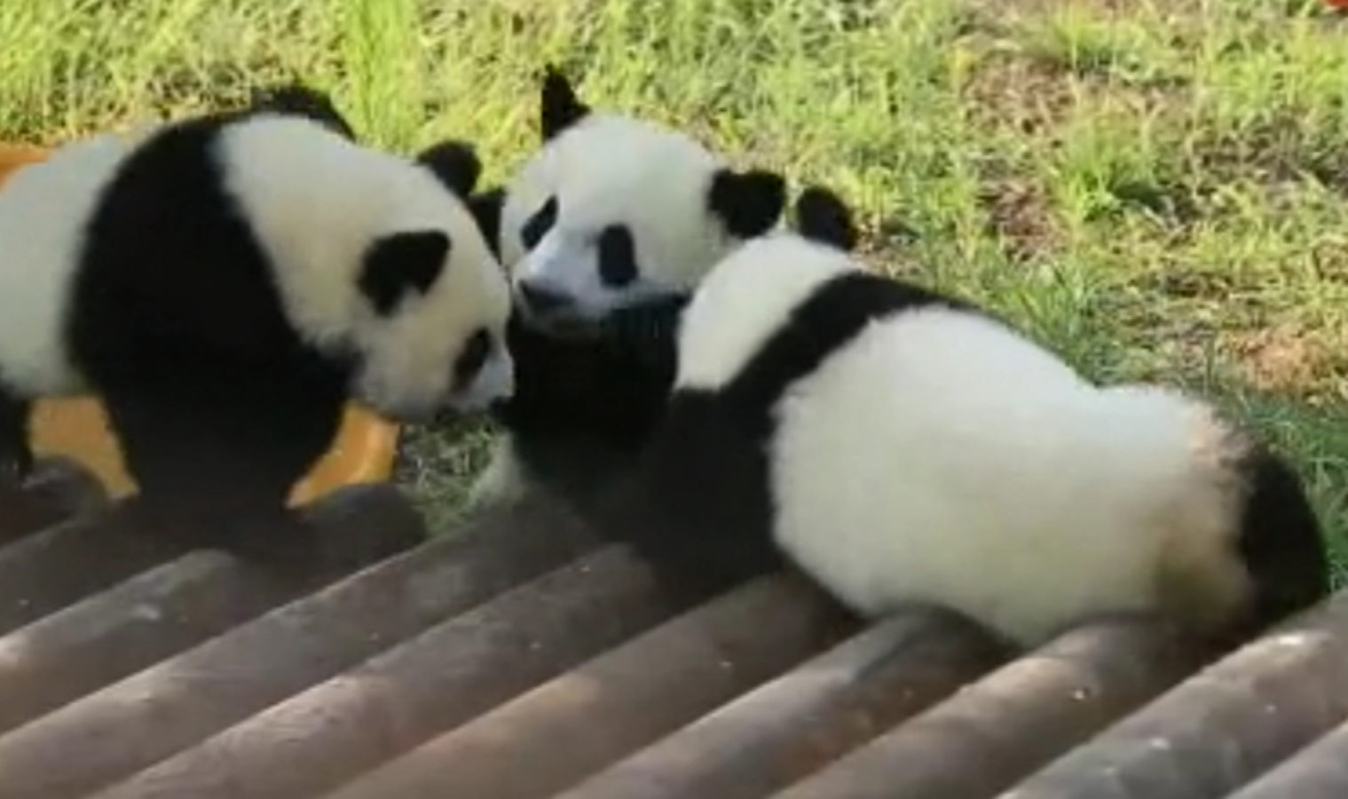 Pandaların oyunu ilgi topladı