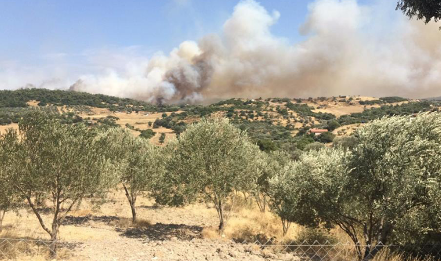 Son dakika: İzmir'de orman yangını! Havadan ve karadan müdahale ediliyor