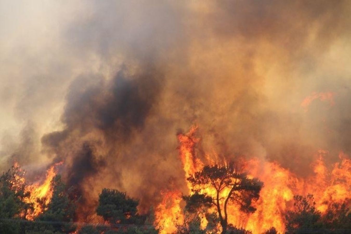 Çanakkale'de korkutan orman yangını