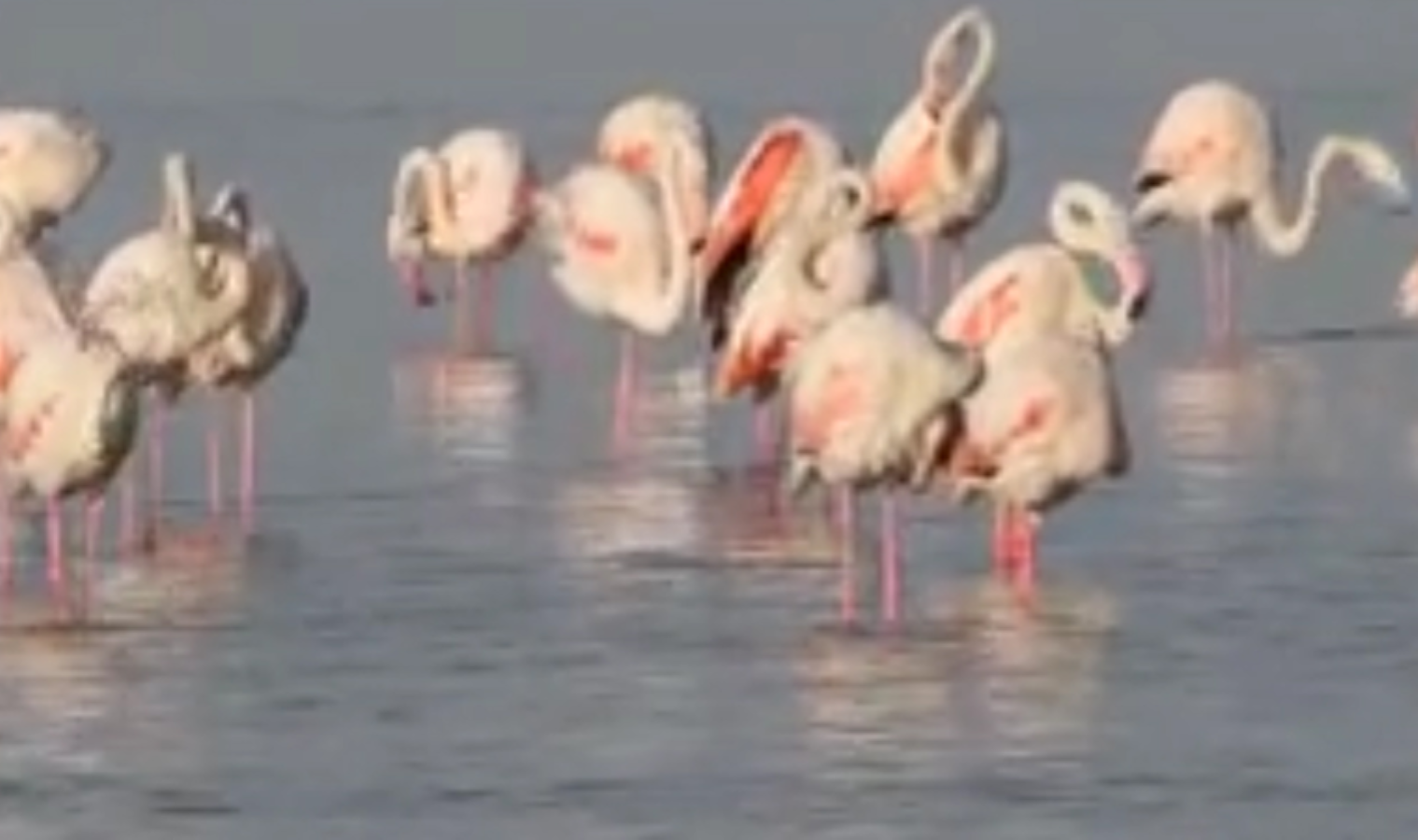 Kuraklık nedeniyle flamingolar yer değiştirdi