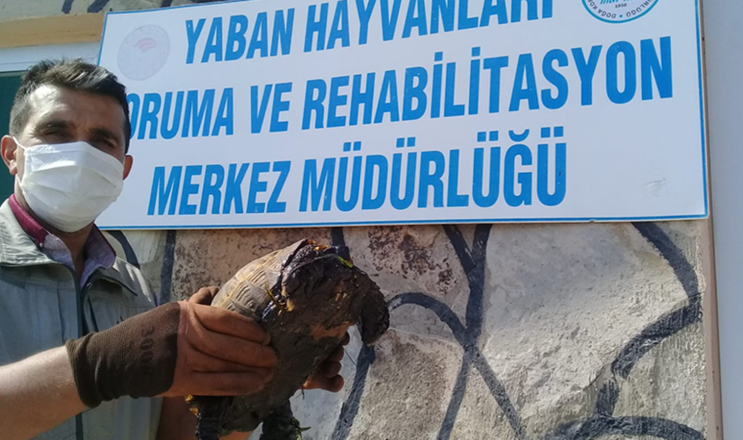 Ziftte bulanmış kaplumbağa temizlenerek doğaya salındı