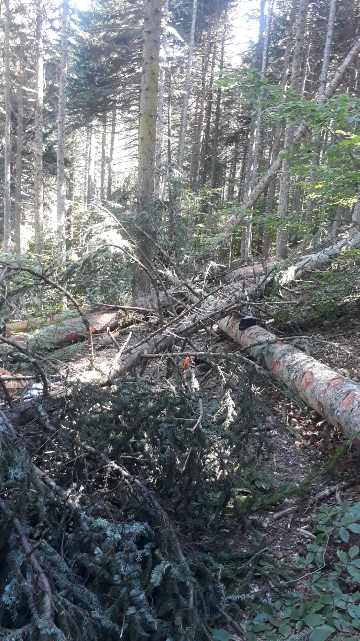 Kestiği ağacın altında kalan orman işçisi Ahmet Elik yaşamını yitirdi