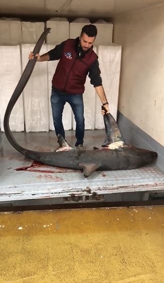 Marmara Denizi'nde dev köpek balığı yakalandı