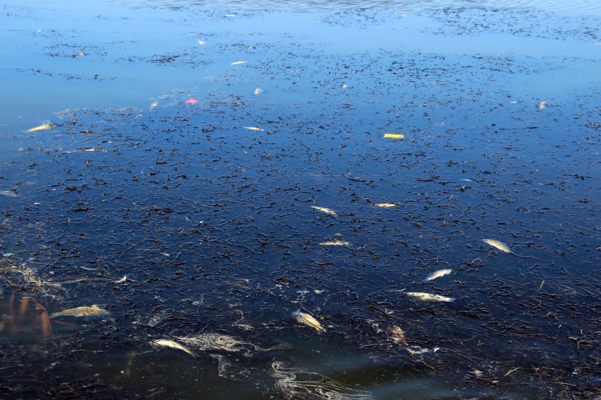 Ulaş Gölü'nde korkutan görüntü: Suyun rengi sarıya döndü, onlarca balık öldü