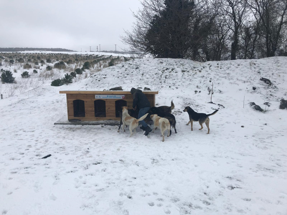 Zorlu kış günlerinde ormandaki köpekler için 100 adet kulübe yardımı