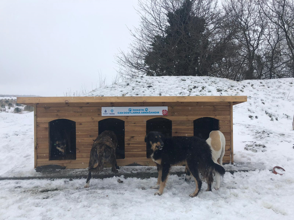 Zorlu kış günlerinde ormandaki köpekler için 100 adet kulübe yardımı