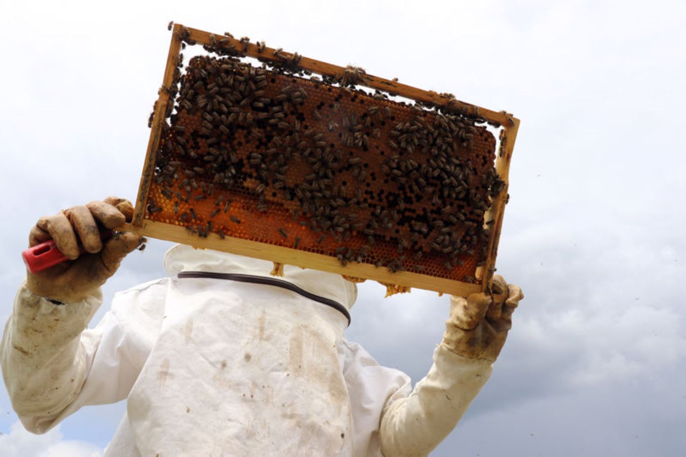 Yangınlar, iklim değişikliği, şeker üretiminin azalması arıları vurdu