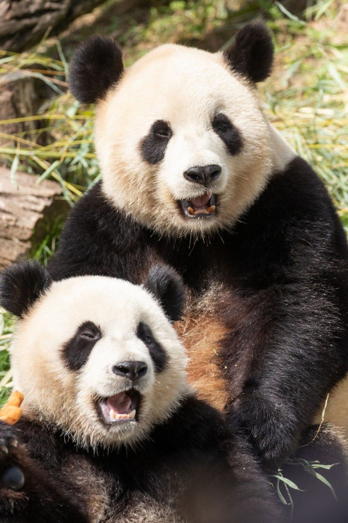 Dev panda Tian Bao, 2022'de Belçika'da kalabilecek