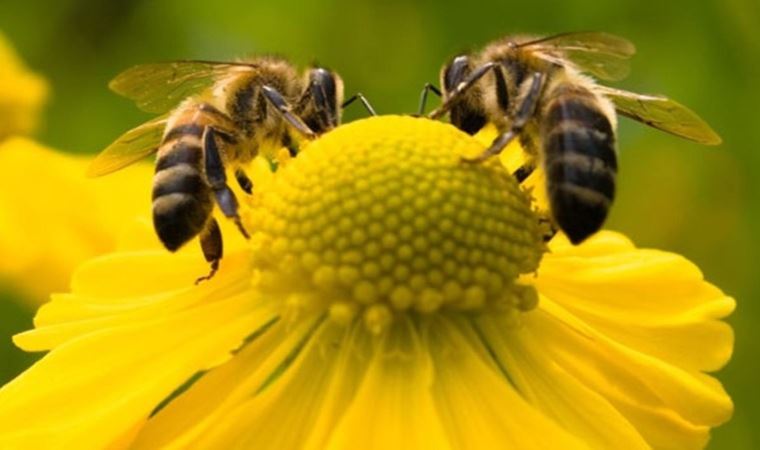 Araştırma: Bal arısı nüfusu küresel tarımsal polinasyon ihtiyacını karşılamaktan uzak