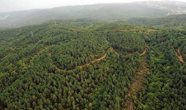 Ege’de binlerce alan orman sınırı dışına çıkarıldı