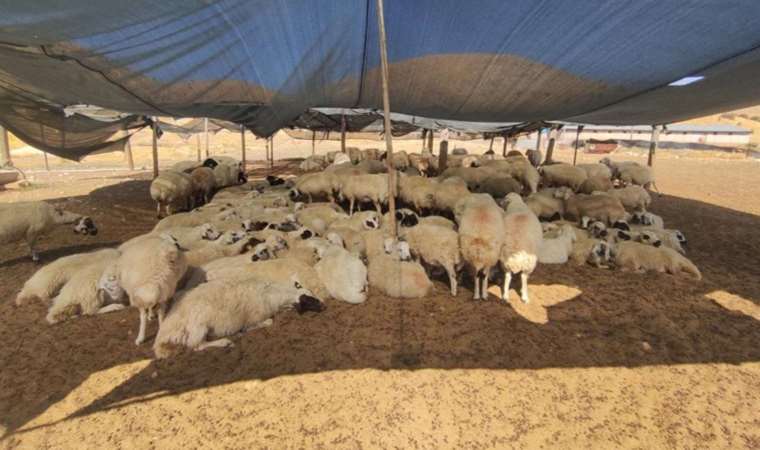 Birlik başkanı açıkladı: Çiftçiler 40 bin lira maaşa çoban bulamıyor