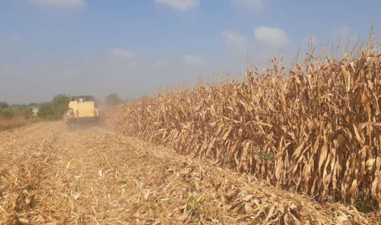 TMO’nun mısır alım fiyatlarına tepki: Çiftçimiz nasıl mısır ekecek?