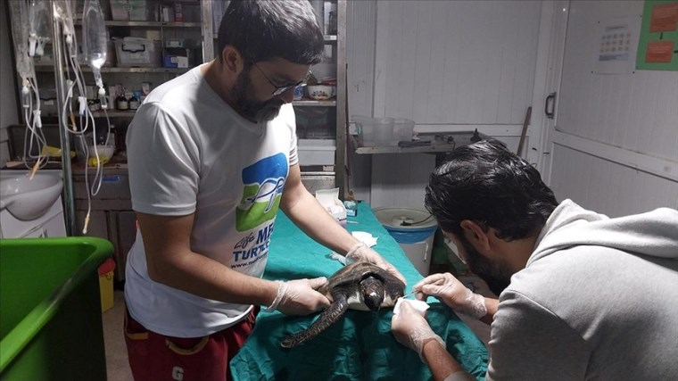 Hayalet ağa dolanan yavru deniz kaplumbağası ameliyat edildi