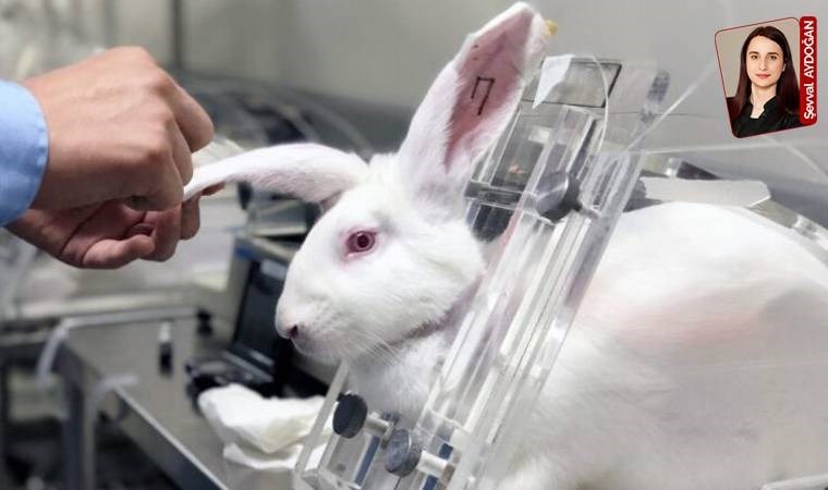 Üniversitelerin canlı hayvan deneylerine yönelik eğitimlerine tepki: Denek değil canlar