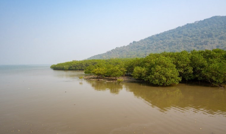 1500 türün sığınağı mangrovlar