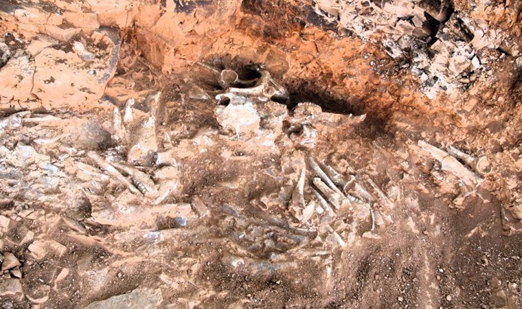 Türkiye'de tek örnek!  Beyağaç’ta bulundu: Anadolu'da fil yaşamının kanıtı