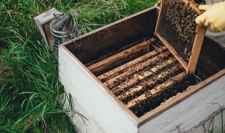 Arılar insan yapımı kovanlarda acı çekiyor