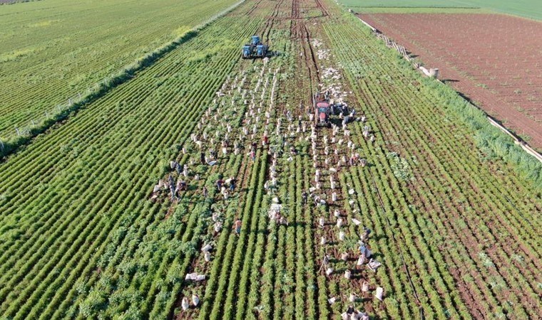 Amik Ovası’nda hasat sona eriyor: Tonu 1300 TL'den toplanıyor....