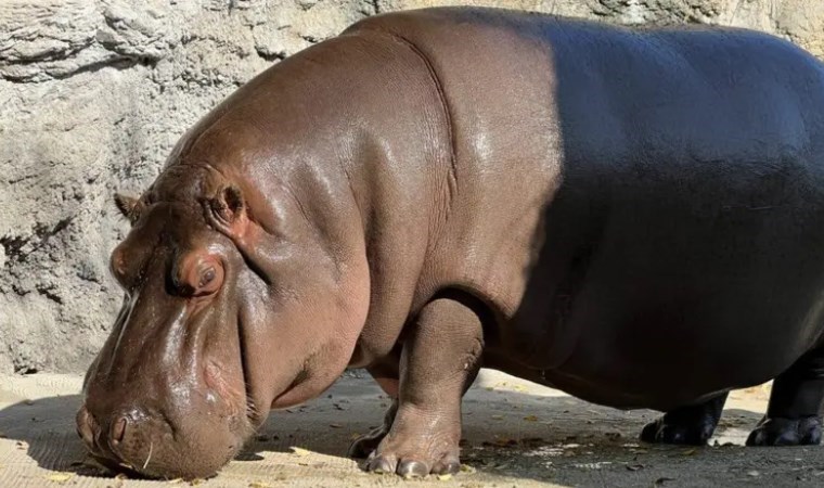 Japonya'da hayvanat bahçesi, hipopotamın dişi olduğunu yedi yıl sonra fark etti