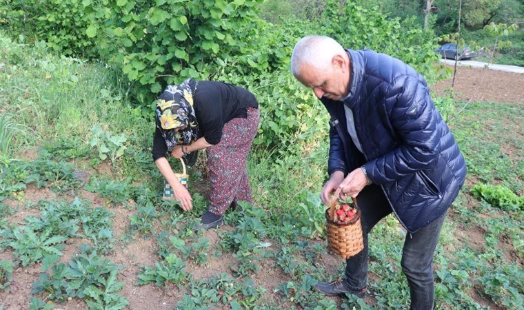 Karadeniz Ereğli’de ilk hasat yapıldı: 150 liradan satışa sunuldu