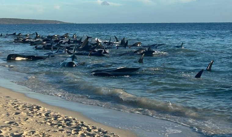 Avustralya'da yüzlercesi karaya vurdu: Çok sayıda balina öldü