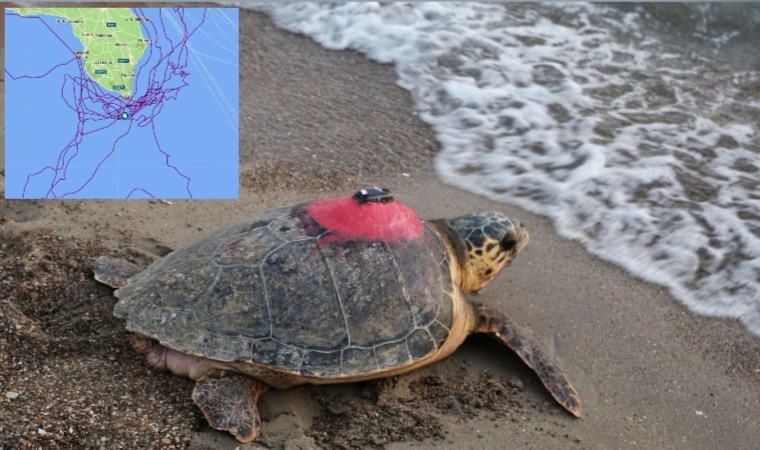 Deniz kaplumbağası 'Tuba'dan sinyal alınamıyor