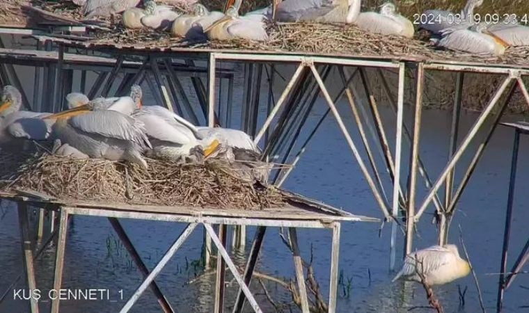 Nesli tehlikedeki tepeli pelikan yavruları, kamerayla izleniyor