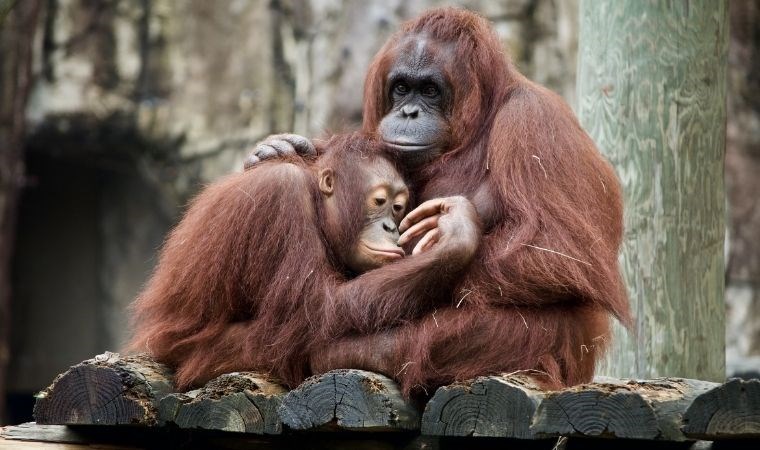 Orangutanlar tıbbi bir bitkiyi yaraya uyguladı