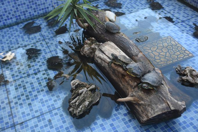 Yaklaşık 20 yıl önce beslediği birkaç tane su kaplumbağası için işyerinin önüne süs havuzu yaptı. Havuzu minik bitki ve kütüklerle dolduran Çakır, suyunu sürekli temizleyerek kaplumbağalarını beslemeye başladı. Zaman içerisinde kaplumbağa sahiplenen ancak büyüdükten sonra evdeki yaşam alanı daralan bu canlılara bakamayan vatandaşlar, onları bu süs havuzuna bıraktı. Bu havuzda yıllar içinde 2 binden fazla kaplumbağa yetişti ve Çakır tarafından doğaya bırakıldı. Kaplumbağalara özenle bakan Çakır, iş yerinin önündeki havuzu onlara açmanın mutluluğunu yaşıyor. Mahalle sakinlerinin de ilgi odağı olan kaplumbağalar, haftanın her günü kaplumbağa yemi ve etle besleniyor.