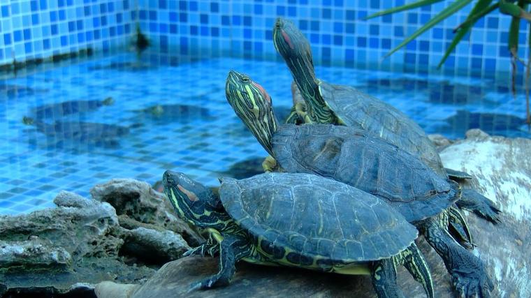 Kargo ile kaplumbağa yolluyorlar  Birçok kaplumbağanın havuza bırakıldığını anlatan Çakır, sözlerini şöyle sürdürdü:  "İnsanlar bunları küçükken akvaryumculardan alıyor, evlerinde yer kaplayınca buraya getiriyorlar. İstanbul’dan, Edremit’ten, Edirne’den, Antalya’dan kargo ile kaplumbağa yolladılar. Bir müşterim Dubai’de bir şirkette çalışıyordu, orada baktığı iki su kaplumbağası vardı. İzmir’e geri döndüklerinde kaplumbağaları buraya bıraktılar. Buraya Dubai’den bile kaplumbağa geldi. Kaplumbağalara her gün belli bir miktarda yem veriyoruz. Havuz suyunu temiz tutmak için sürekli yeniliyoruz. Hafta sonları etçil oldukları için ciğer, sosis gibi takviye gıdalarla besliyoruz" diye konuştu. 