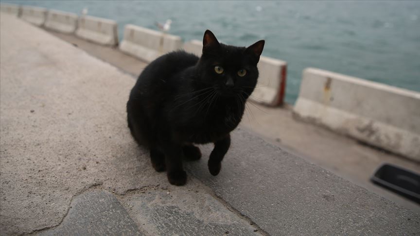 27 Ekim Dunya Kara Kediler Gunu Daha Az Sahipleniliyor