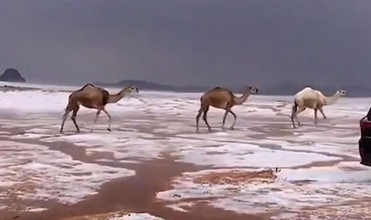 Suudi Arabistan’da karla kaplı çölde develerin yürüyüşü izlenme rekorları kırdı