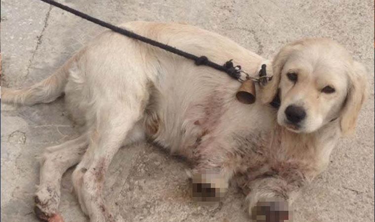 Samsun’da iki bacağı kesilmiş halde yavru köpek bulundu