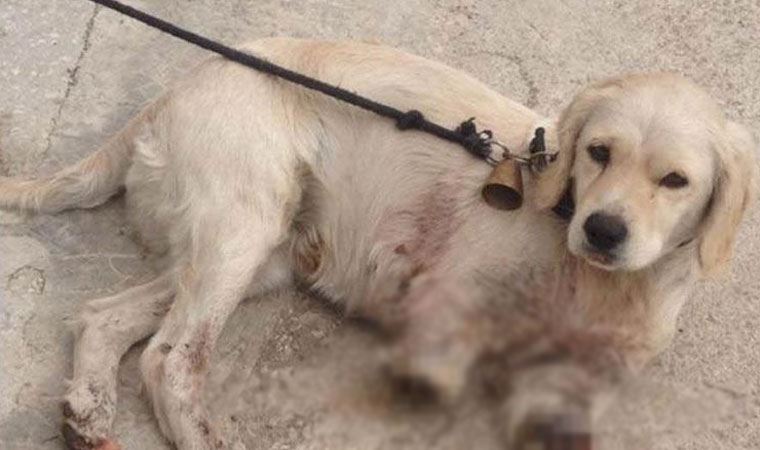 AKP'li Karaaslan'dan bacakları kesilmiş halde bulunan köpekle ilgili açıklama