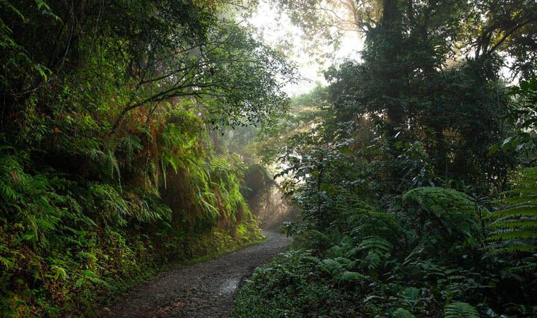 Araştırma: Amazon yağmur ormanları küresel ısınmadan olumlu etkilenebilir