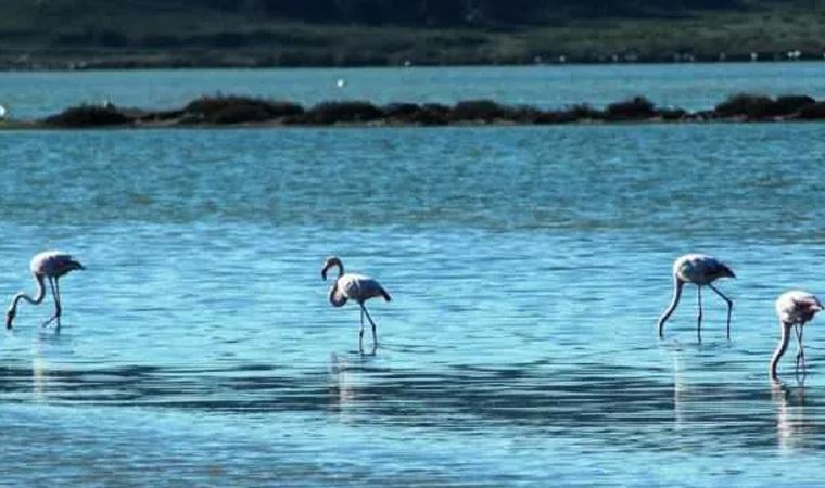 Flamingolar Bodrum'a çok erken geldi