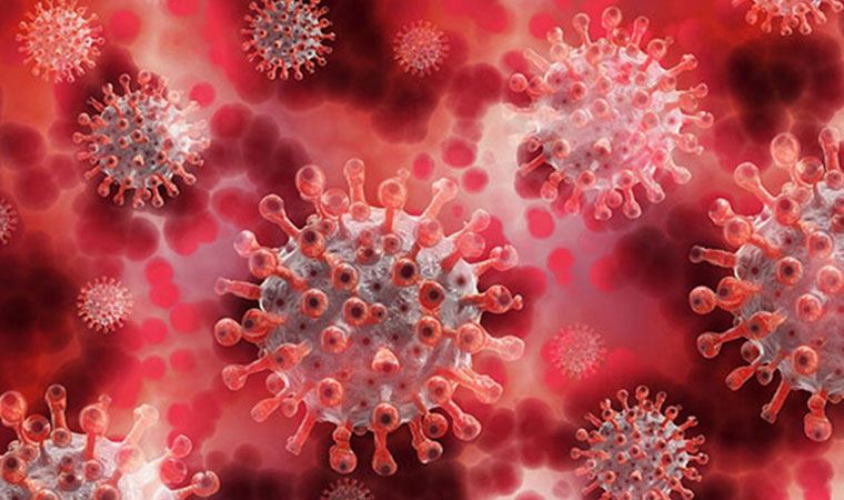 Novavax'tan aşı açıklaması: Maymunlar arasında virüsün yayılması engellendi