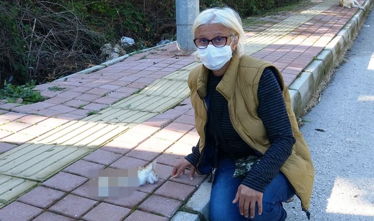 Antalya'da yavru kedinin bacakları ile kuyruğunu kesen şüpheli aranıyor
