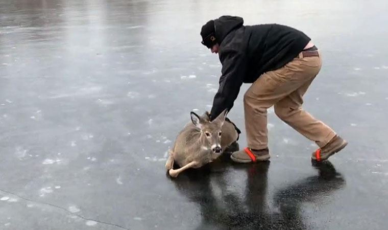 Donan gölde mahsur kalan geyik böyle kurtarıldı